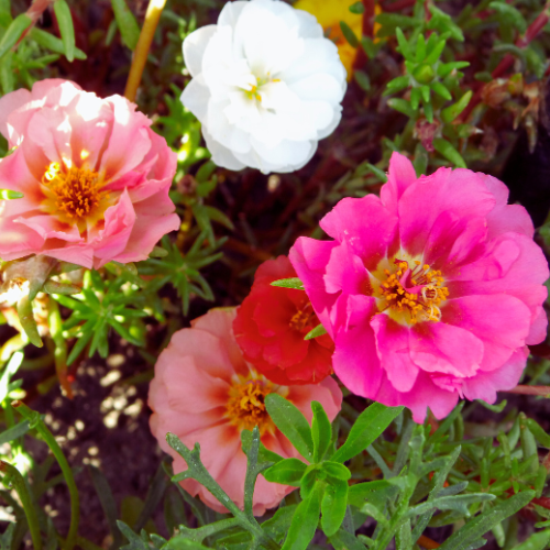 Portulaca, mélange Happy Trail