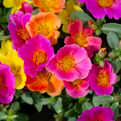 Portulaca, mélange Happy Trail