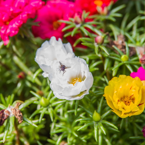 Portulaca, mélange Happy Trail