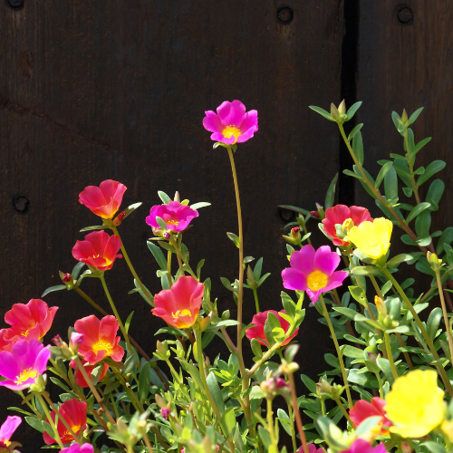 Portulaca, mélange Happy Trail