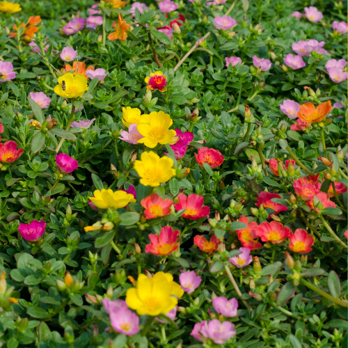 Portulaca, mélange Happy Trail