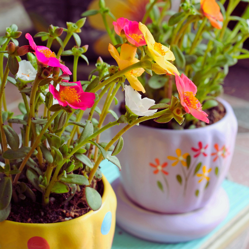 Portulaca, mélange Happy Trail