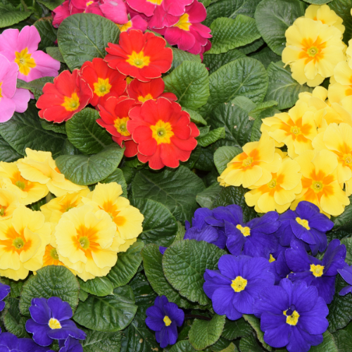 Primula, mélange Lighthouse