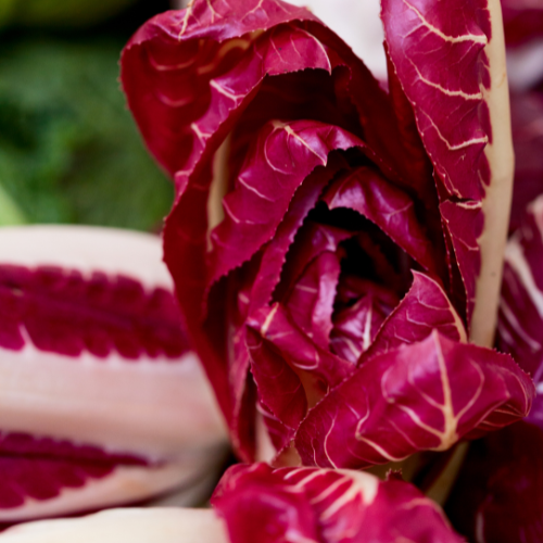 Radicchio hybride Fiero