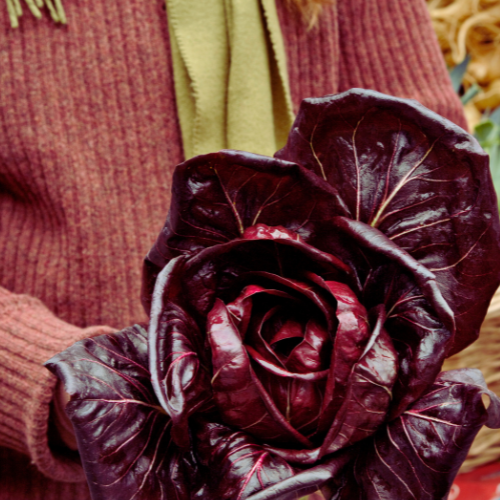 Radicchio hybride Fiero