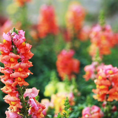 Muflier Potomac, orange