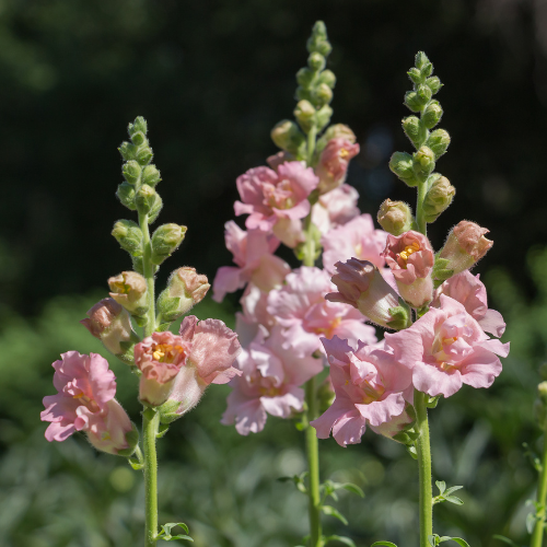 Muflier, Twinny Apple Blossom
