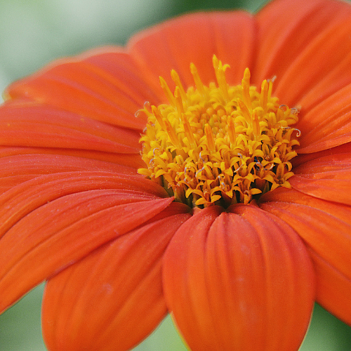Tithonia, Fiesta Del sol