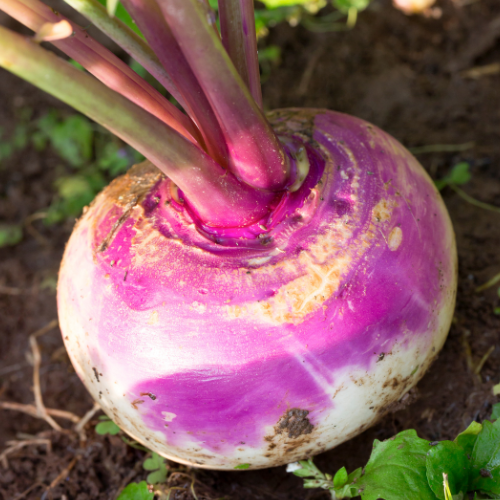 Navet, Purple Top White Globe