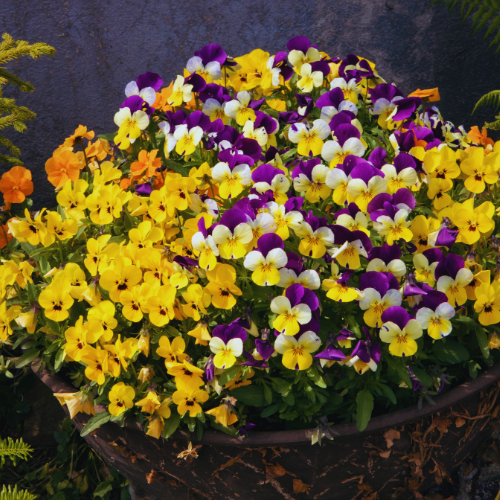 Viola, mélange Corina