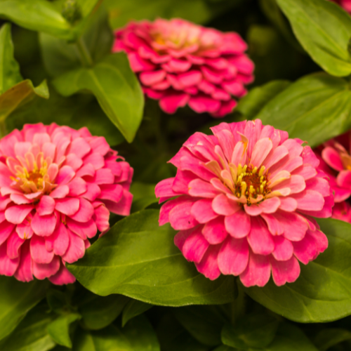 Zinnia, Benary's Giant Pink