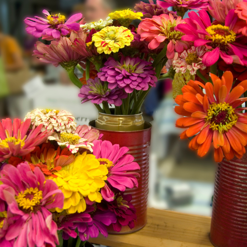 Zinnia, mélange Dahlia