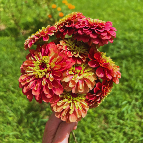 Zinnia Queen Lime Red