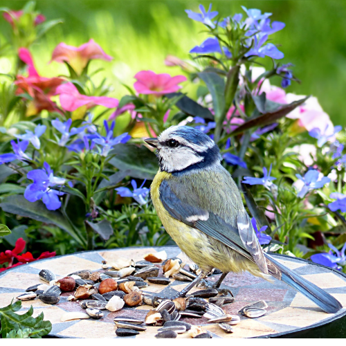 Amélanchier alnifolia