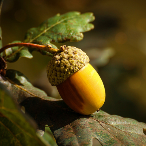 Chêne jaune chinqanpin nain