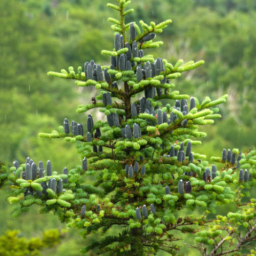 Sapin baumier