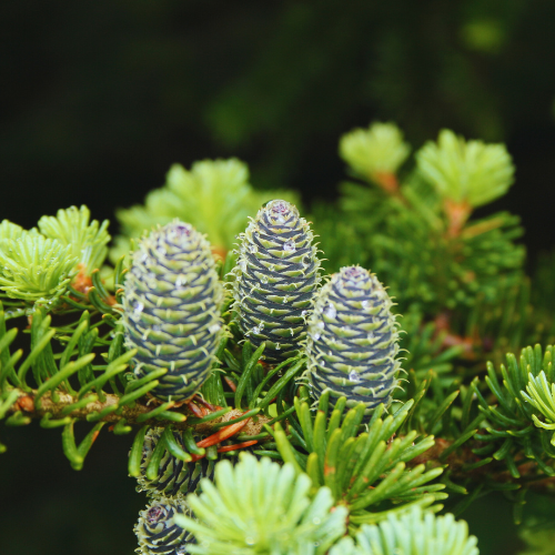 Sapin baumier