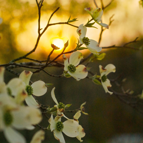 Cornouiller à grappes