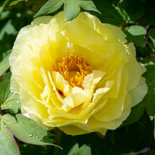 Pivoine de Chine "Yellow Crown"