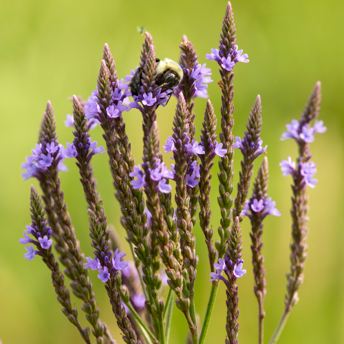 Vervaine bleue