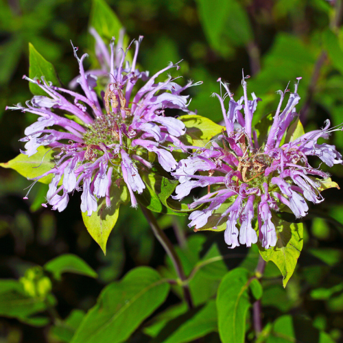 Bergamote fistuleuse