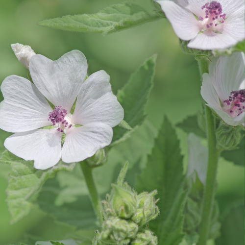 Guimauve officinale