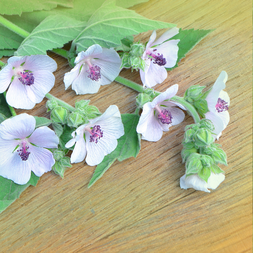 Guimauve officinale