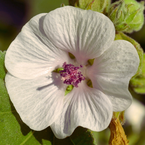 Guimauve officinale