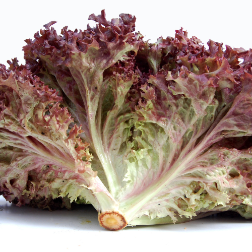 Laitue frisée New Red Fire