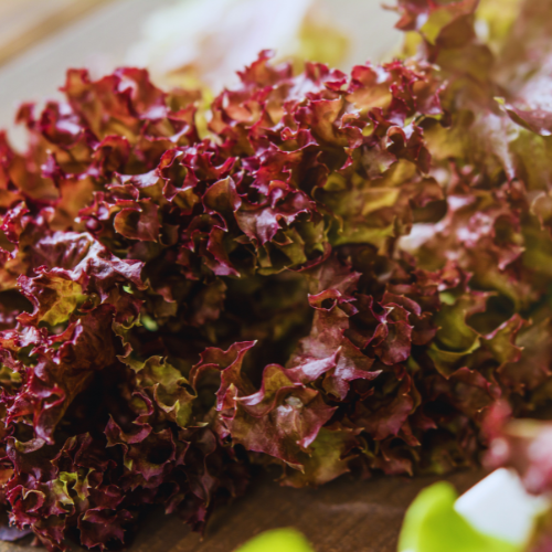 Laitue frisée New Red Fire