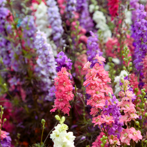 Mélange de delphinium géants Imperial