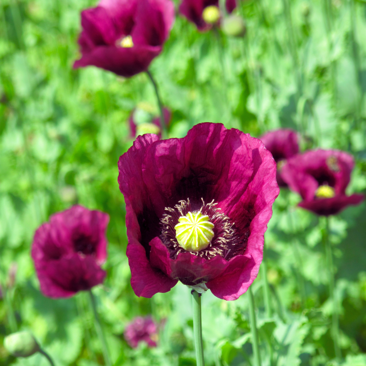 Pavot Black Beauty