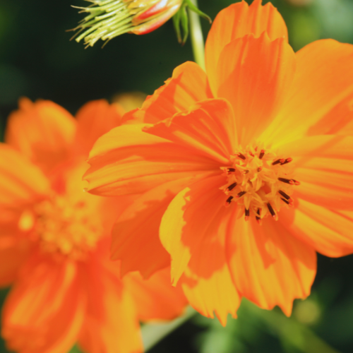 Cosmos Bright Lights