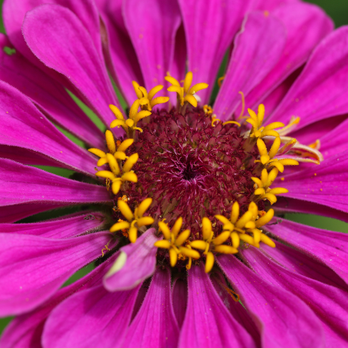 Zinnia Purple Giant