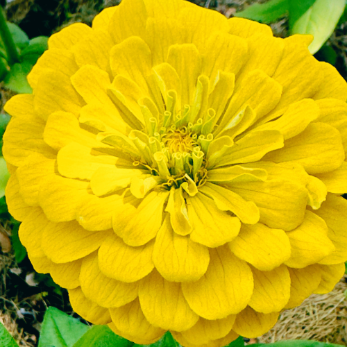 Zinnia Jaune Doré