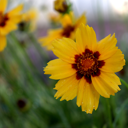 Coreopsis Lanceolata