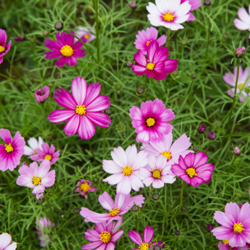 Cosmos Bipinattus - Mix