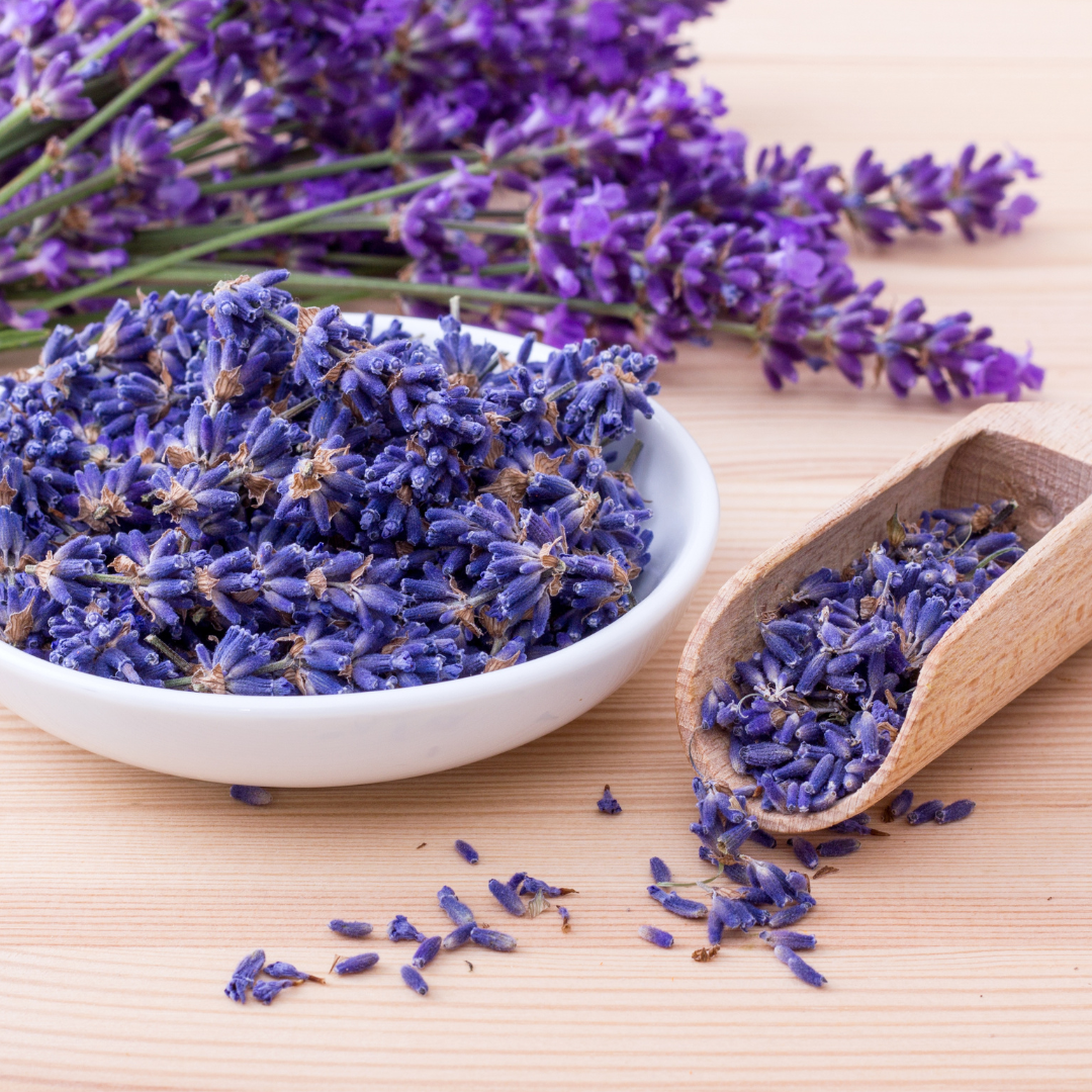 Lavande anglaise commune