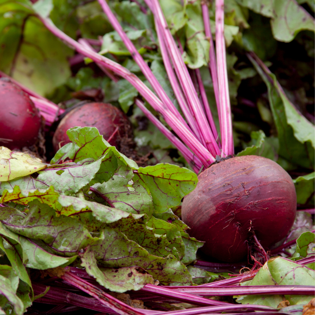 Betteraves Détroit Suprême