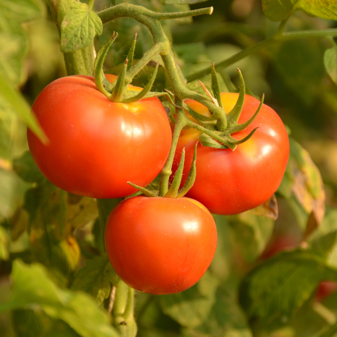 Tomate rose "Meme Beauce"