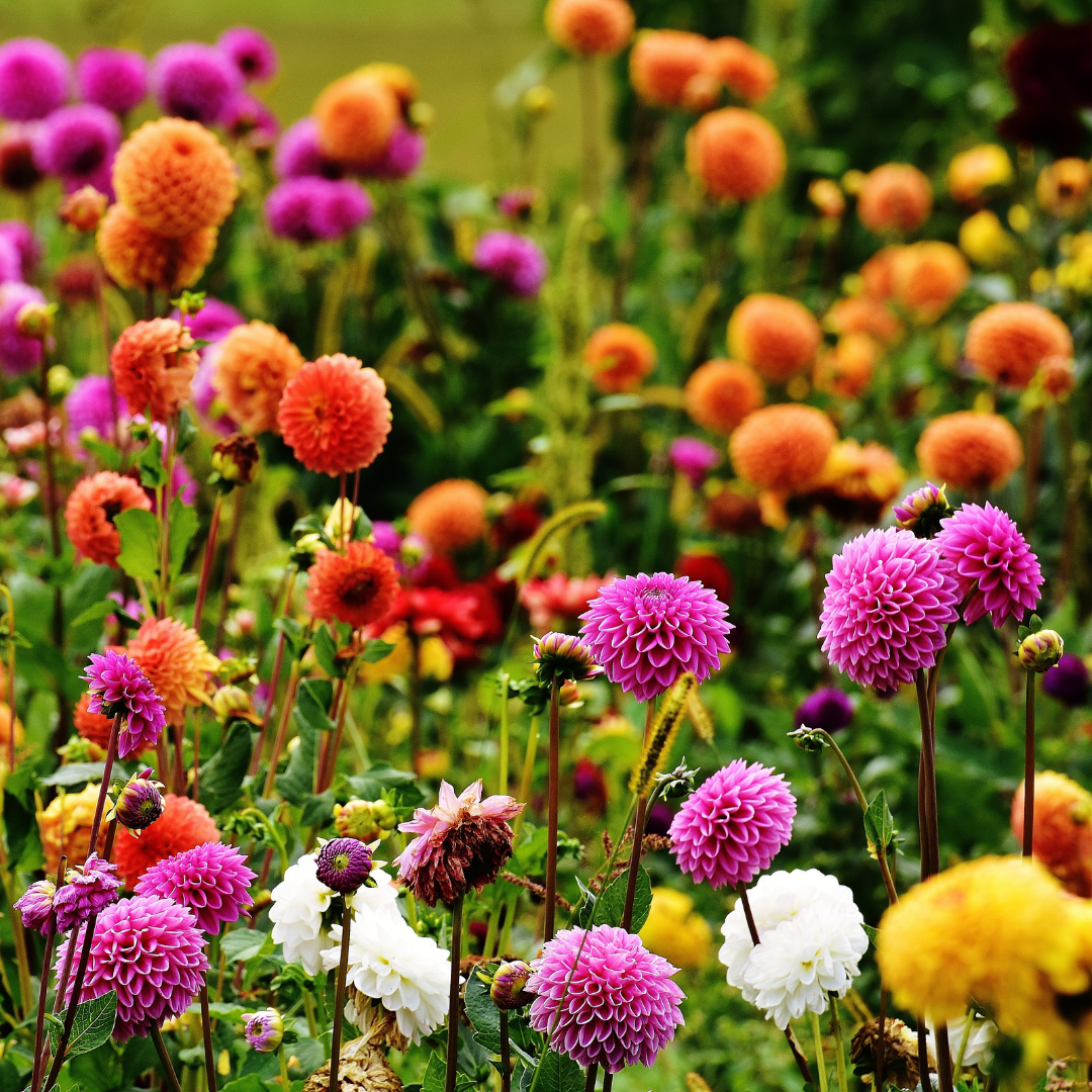 Mélange de dahlias