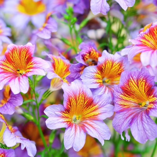 Salpiglossis à fleurs changeantes