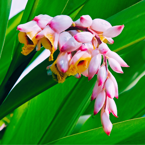 Alpinia Zerumbet