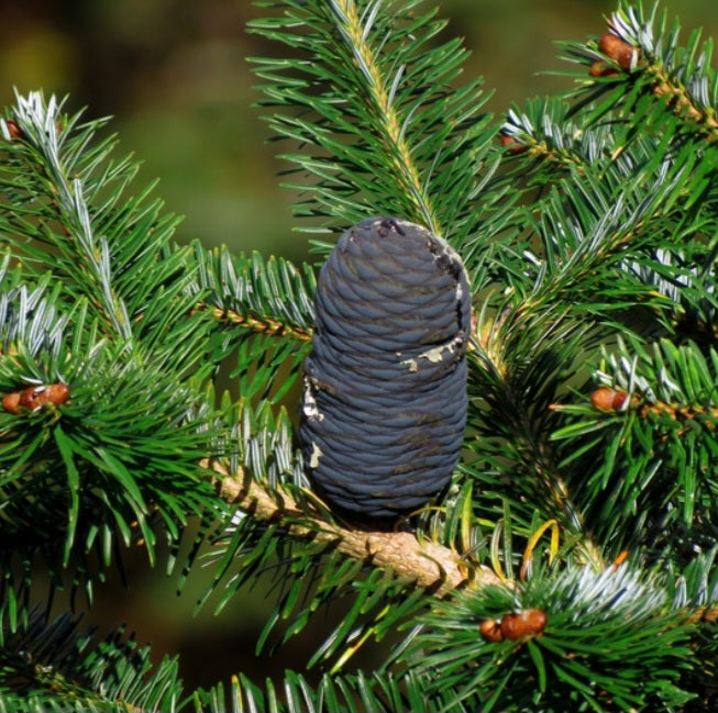 Sapin baumier