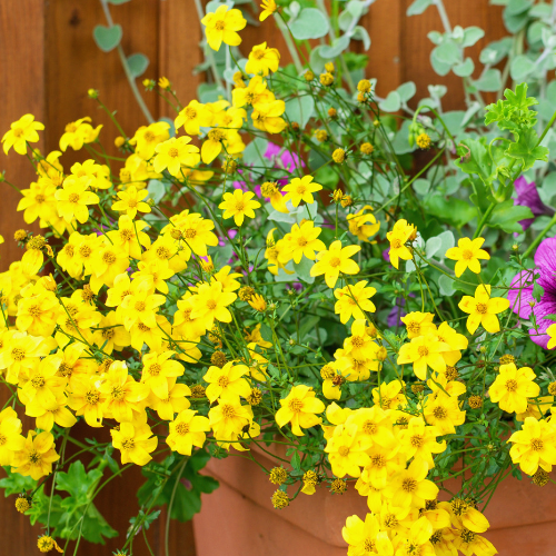 Bidens Mexican Gold