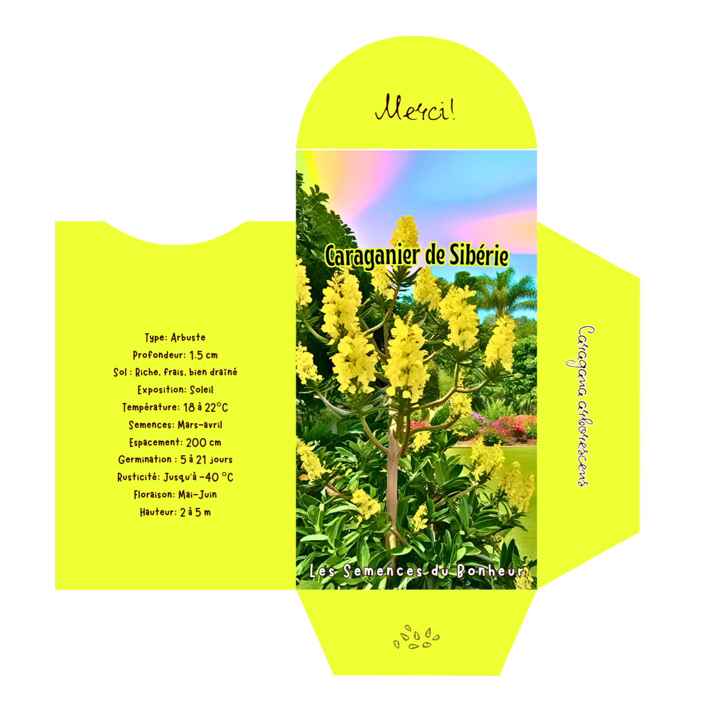 Caraganier de Sibérie