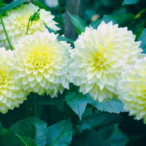 Dahlia commun