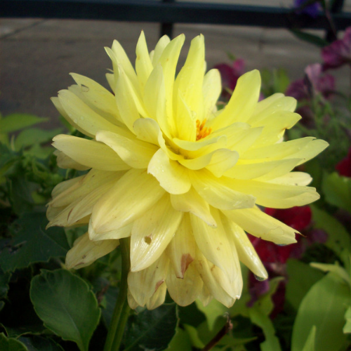 Dahlia commun