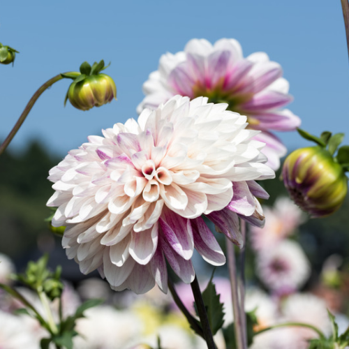 Dahlia commun