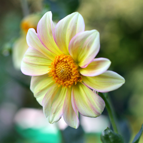 Dahlia commun